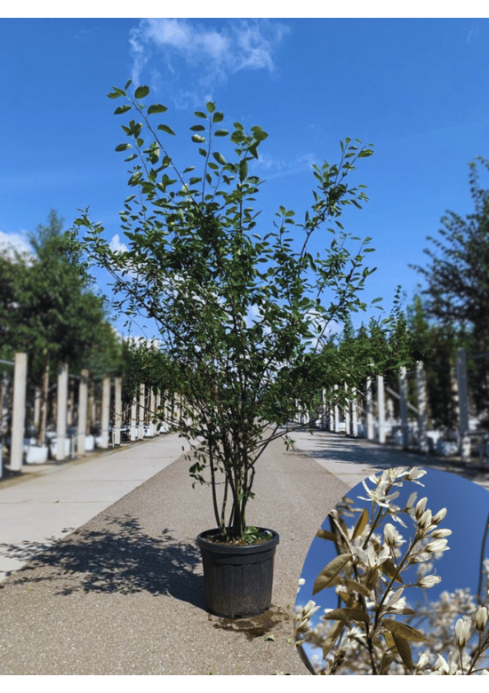 Kupfer-Felsenbirne mehrstämmig | Amelanchier lamarckii Kupfer-Felsenbirne mehrstämmig | Amelanchier lamarckii