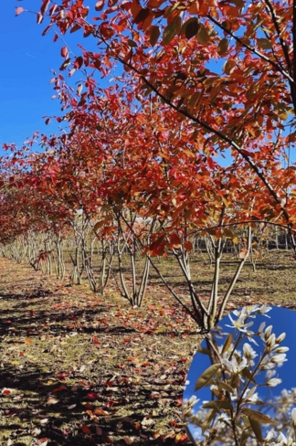 Kupfer Mehrstämmige Felsenbirne | Amelanchier lamarckii