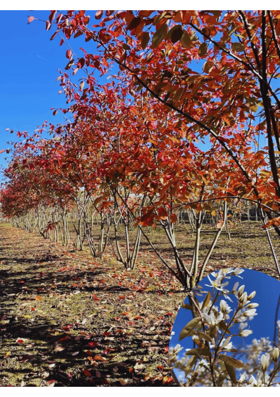Mehrstämmige Felsenbirne, mehrstämmig (Amelanchier lamarckii)