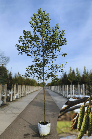 Schwarz-Erle | Alnus glutinosa