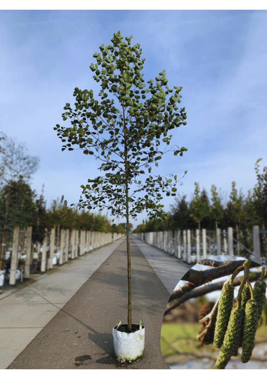 Schwarz-Erle | Alnus glutinosa