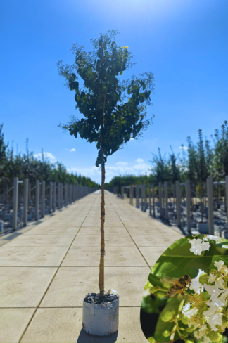 Sieben-Söhne-des-Himmels Baum | Heptacodium miconioides