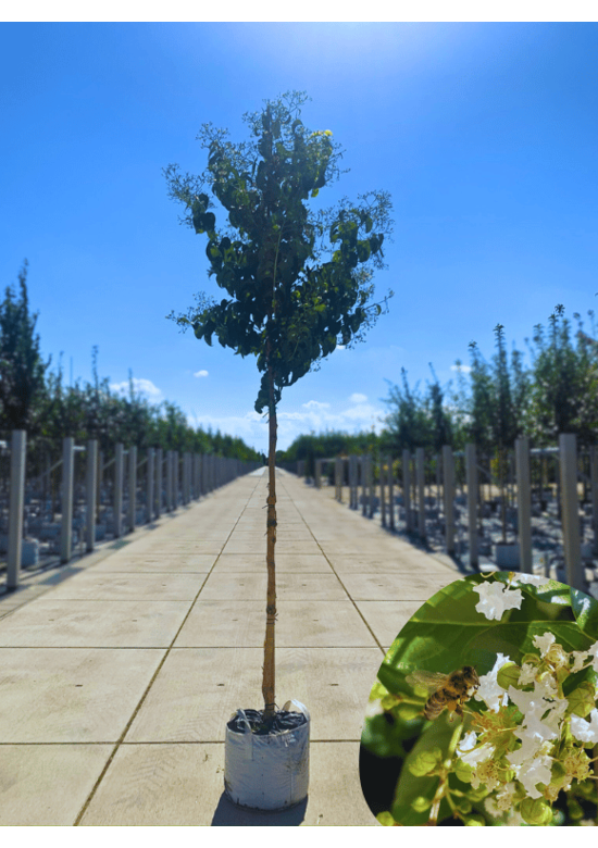 Sieben-Söhne-des-Himmels Baum | Heptacodium miconioides