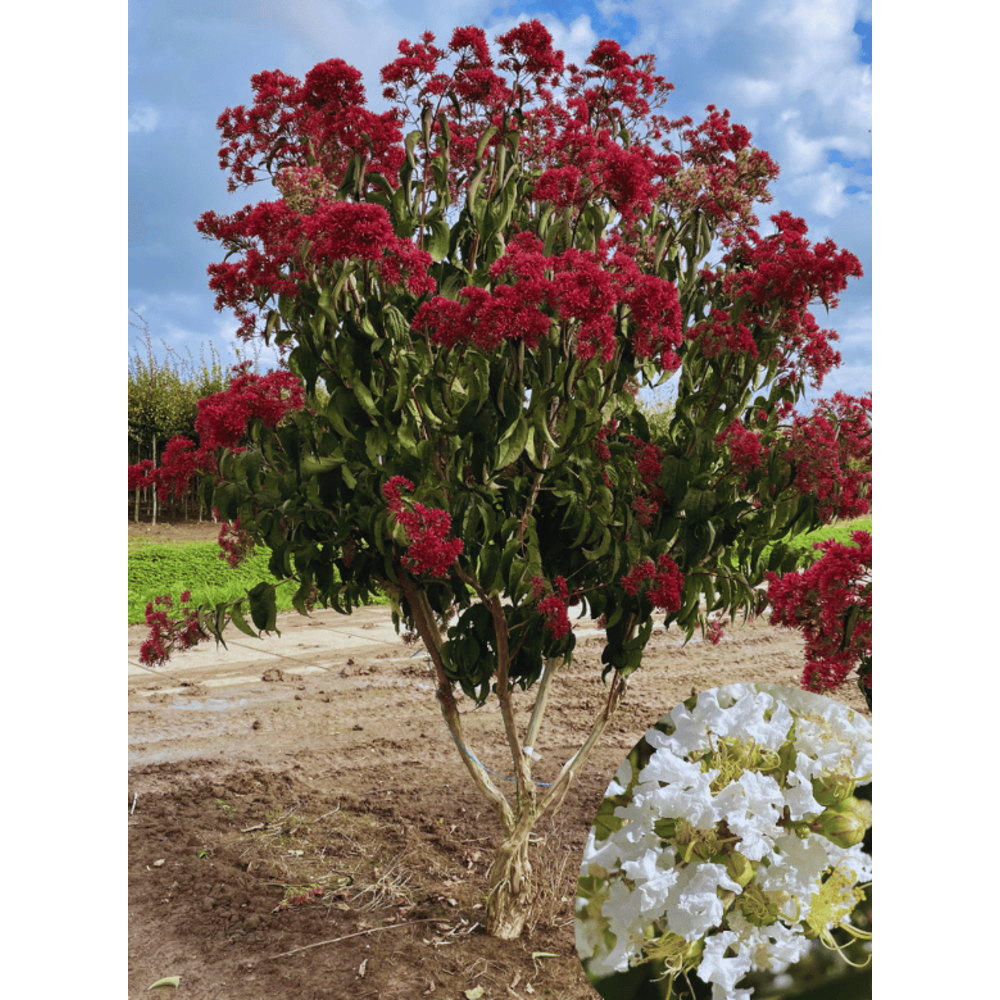 49+ Sieben Söhne Himmels Strauch, So pflanzen und pflegen sie ihn