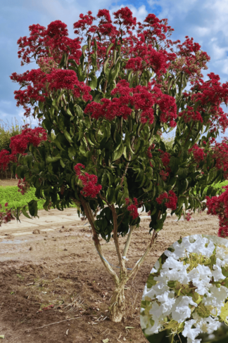 Sieben-Söhne-des-Himmels-Strauch - mehrstämmig | Heptacodium miconioides Sieben-Söhne-des-Himmels-Strauch - mehrstämmig | Heptacodium miconioides