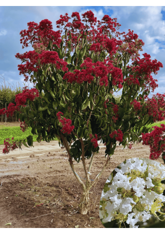 Sieben Söhne des Himmels Strauch mehrstämmig | Heptacodium miconioides