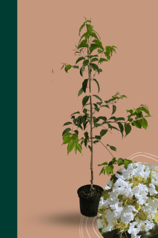 Kleiner Sieben Söhne des Himmels | Heptacodium miconioides Kleiner Sieben Söhne des Himmels | Heptacodium miconioides