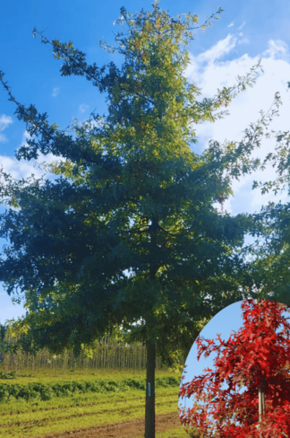 Sumpf-Eiche | Quercus palustris