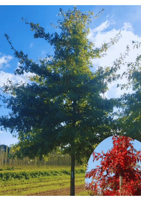 Sumpf-Eiche | Quercus palustris