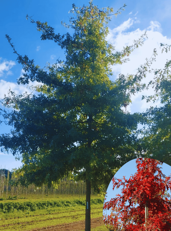 Sumpfeiche kaufen? Mit Wachstumsgarantie Venovi