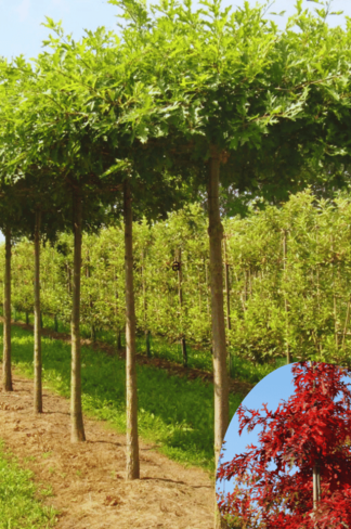 Sumpfeiche dachform | Quercus palustris