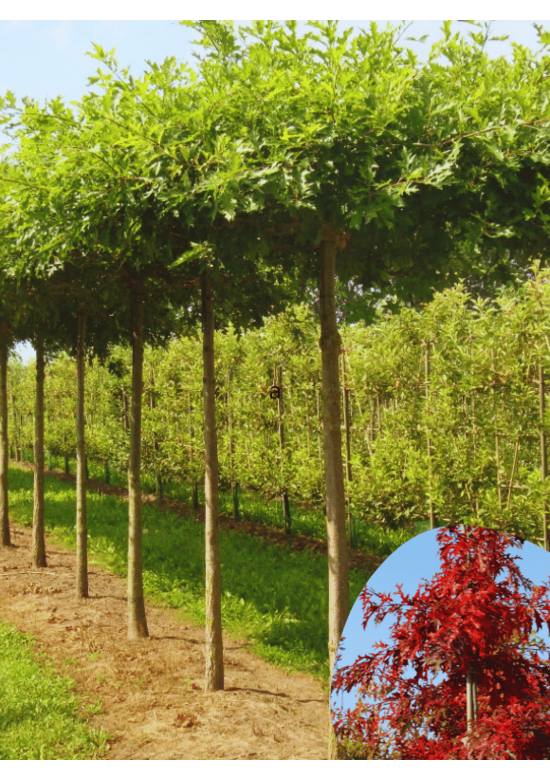 Sumpfeiche dachform | Quercus palustris