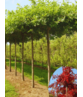 Sumpf-Eiche - Dachbaum | Quercus palustris Sumpf-Eiche - Dachbaum | Quercus palustris