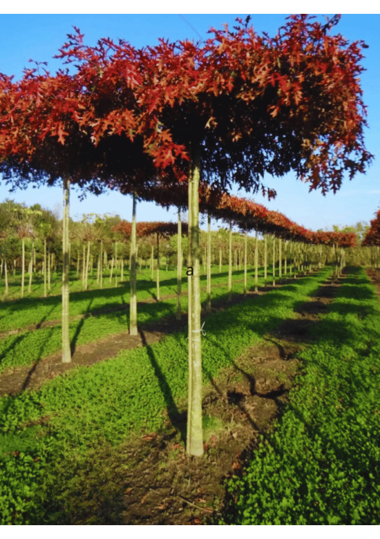 Sumpfeiche dachform | Quercus palustris