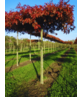 Sumpf-Eiche - Dachbaum | Quercus palustris Sumpf-Eiche - Dachbaum | Quercus palustris