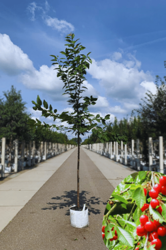 Süßkirsche 'Hedelfinger Riesenkirsche' | Prunus 'Hedelfinger Riesenkirsche' Süßkirsche 'Hedelfinger Riesenkirsche' | Prunus 'Hedelfinger Riesenkirsche'