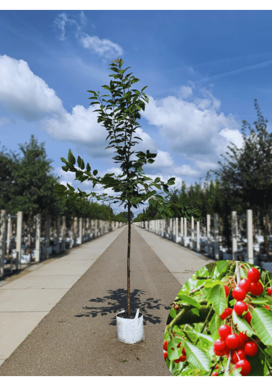 Süßkirsche 'Hedelfinger Riesenkirsche' | Prunus 'Hedelfinger Riesenkirsche'