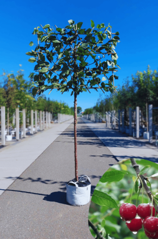 Süßkirsche 'Hedelfinger Riesenkirsche' - Spalierbaum | Prunus 'Hedelfinger Riesenkirsche' Süßkirsche 'Hedelfinger Riesenkirsche' - Spalierbaum | Prunus 'Hedelfinger Riesenkirsche'