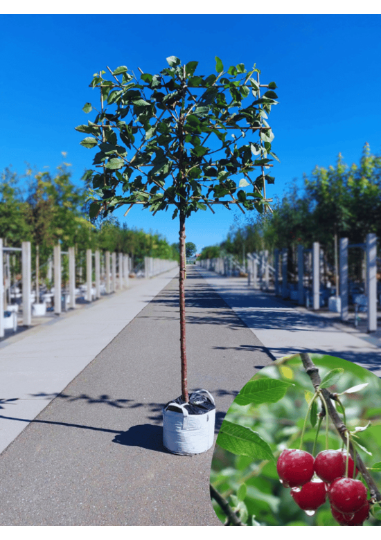 Süßkirsche 'Hedelfinger Riesenkirsche' - Spalierbaum | Prunus 'Hedelfinger Riesenkirsche'