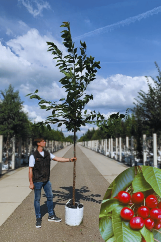 Süßkirsche 'Stella' | Prunus avium 'Stella' Süßkirsche 'Stella' | Prunus avium 'Stella'