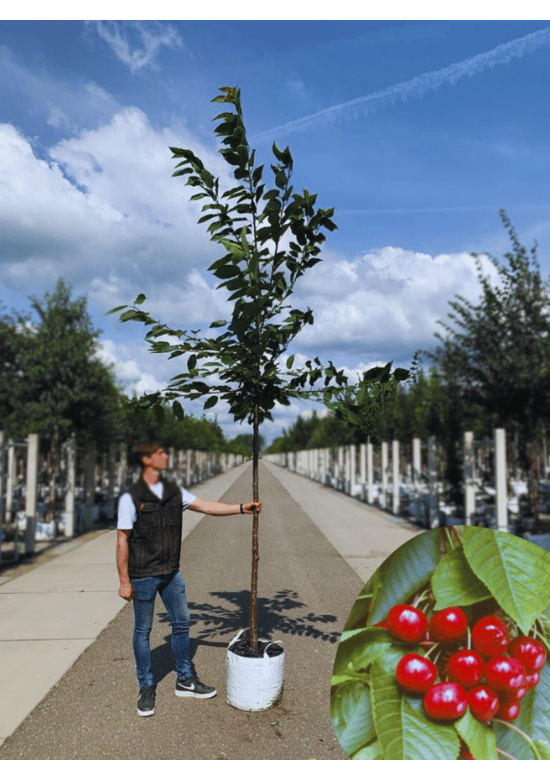 Süßkirsche 'Stella' | Prunus avium 'Stella'