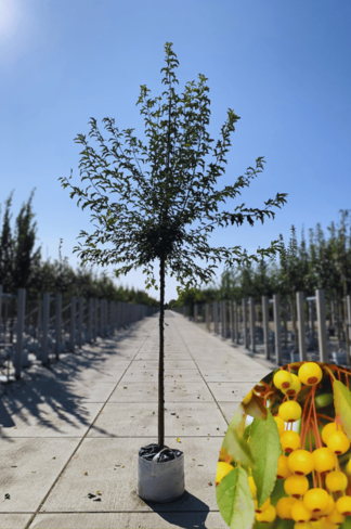 Toringo-Apfel 'Brouwers Beauty' | Malus toringo 'Brouwers Beauty'