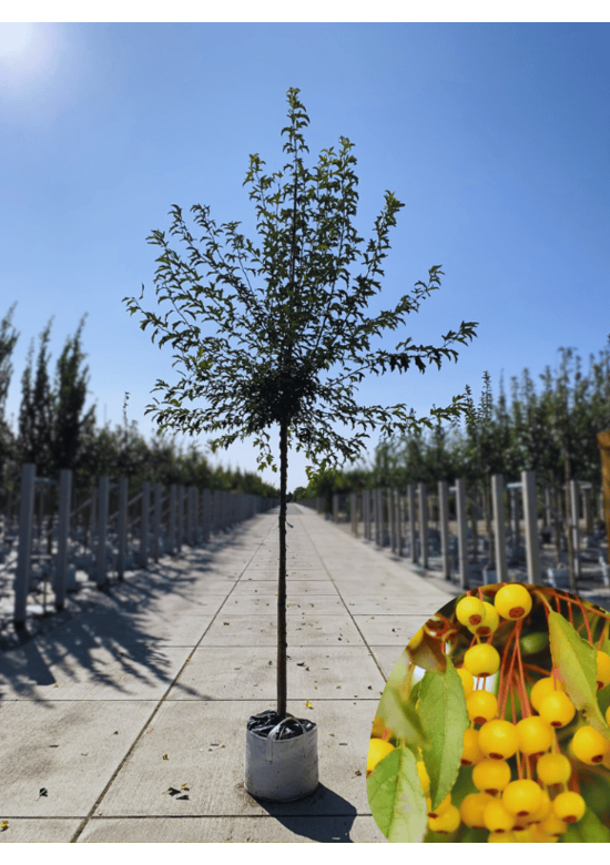 Toringo-Apfel 'Brouwers Beauty' | Malus toringo 'Brouwers Beauty'