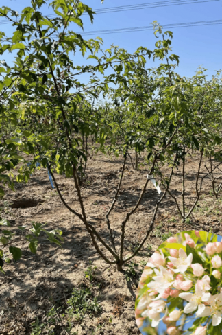 Toringo-Apfel Mehrstämmig 'Brouwers Beauty' | Malus toringo 'Brouwers Beauty'