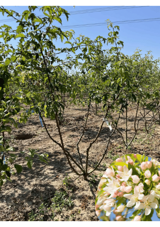 Toringo-Apfel Mehrstämmig 'Brouwers Beauty' | Malus toringo 'Brouwers Beauty'