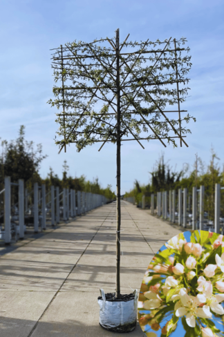 Toringo-Apfel Spalierbaum | Malus toringo 'Brouwers Beauty'