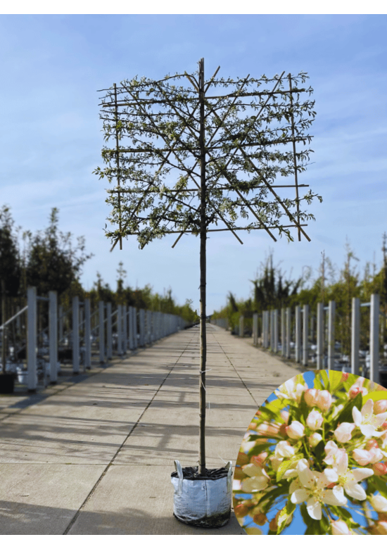 Toringo-Apfel Spalierbaum | Malus toringo 'Brouwers Beauty'