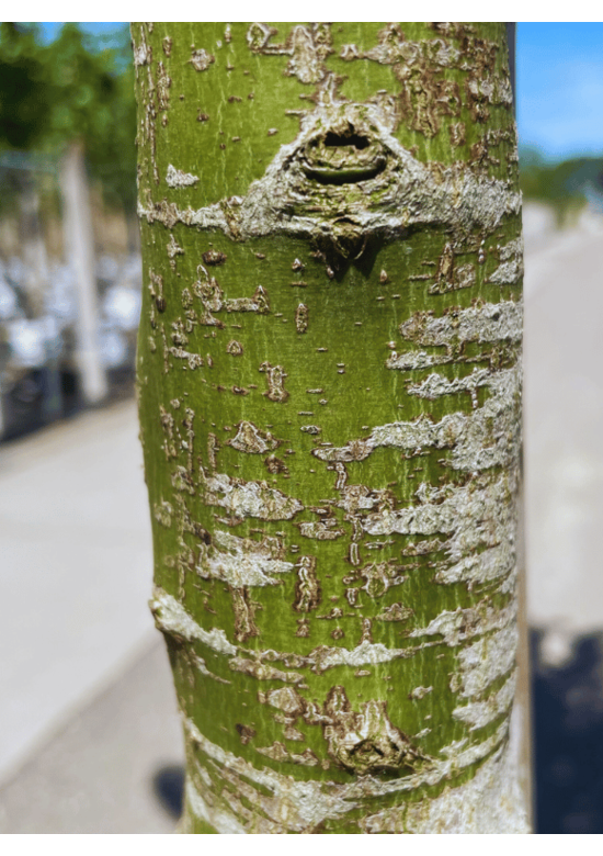 Fächerahorn Baum - Japanischer Ahorn | Acer palmatum