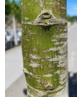 Fächerahorn Baum - Japanischer Ahorn | Acer palmatum