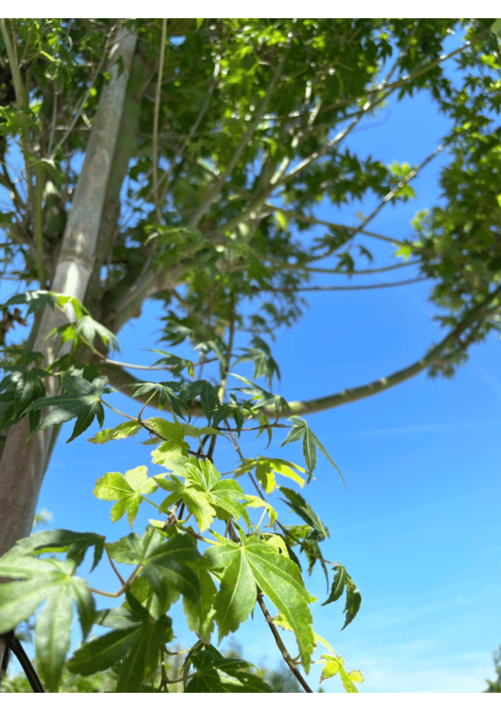 Fächerahorn Baum - Japanischer Ahorn | Acer palmatum