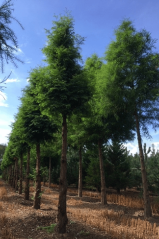 Urweltmammutbaum Hochstamm | Metasequoia glyptostroboides Urweltmammutbaum Hochstamm | Metasequoia glyptostroboides