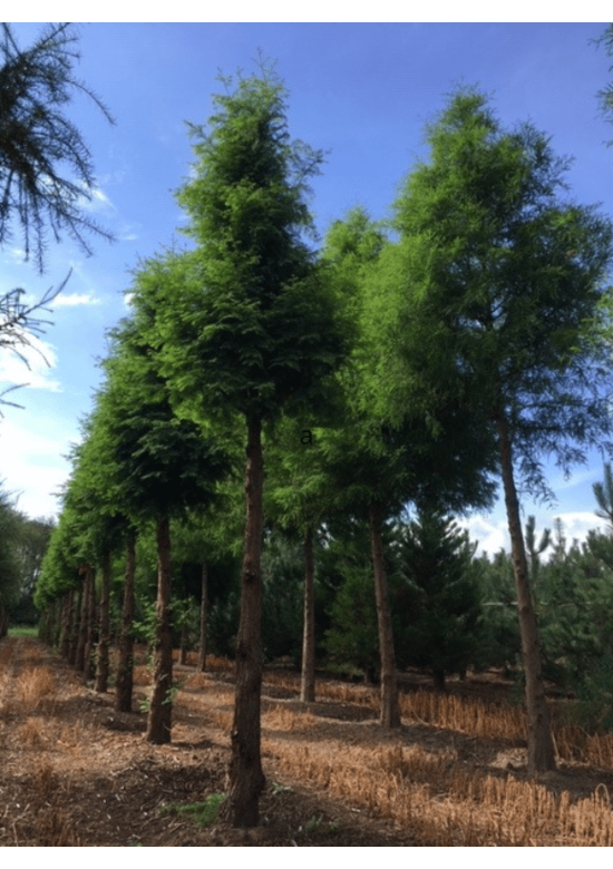 Urweltmammutbaum Hochstamm | Metasequoia glyptostroboides