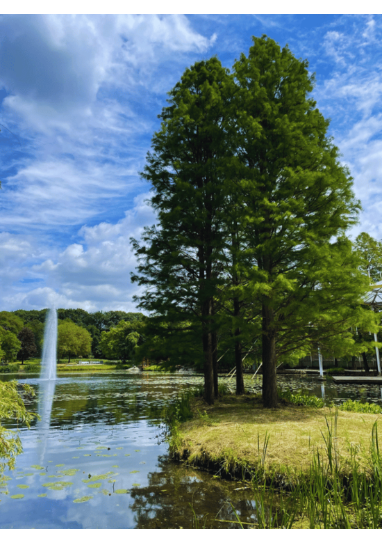 Urweltmammutbaum - Stammbusch | Metasequoia glyptostroboides