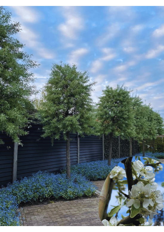 Weidenblättrige Birne Hochstamm | Pyrus salicifolia 'Pendula'