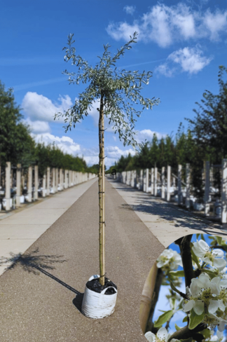 Weidenblättrige-Birne | Pyrus salicifolia 'Pendula'