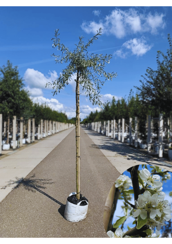 Weidenblättrige Birne | Pyrus salicifolia 'Pendula'