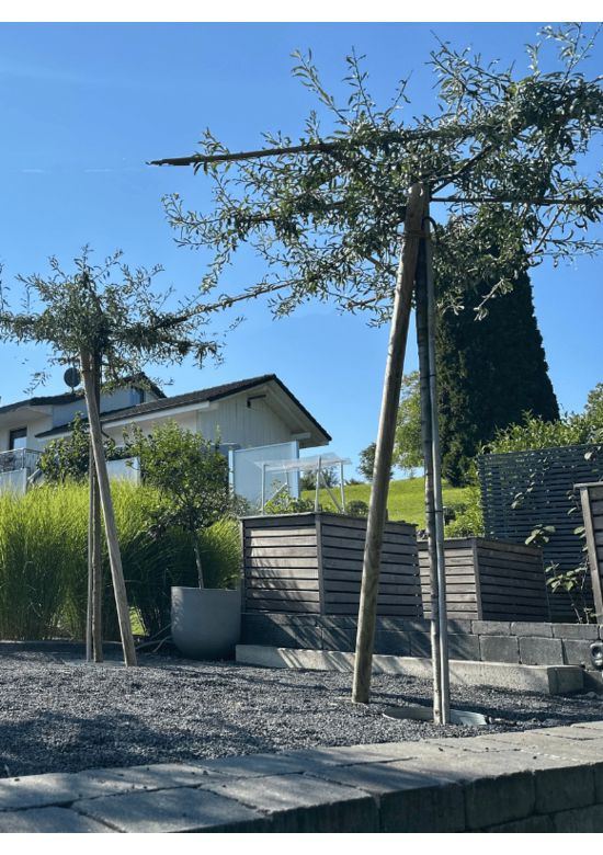 Weidenblättrige Birne - Dachbaum | Pyrus salicifolia 'Pendula'