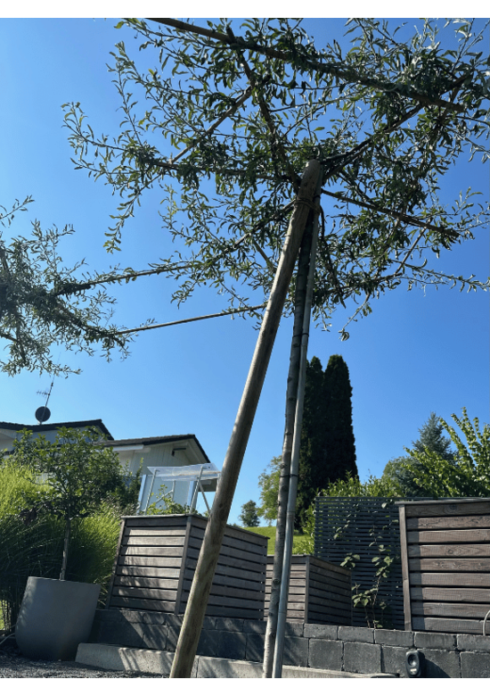 Weidenblättrige Birne - Dachbaum | Pyrus salicifolia 'Pendula'