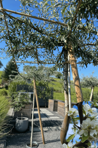 Weidenblättrige Birne - Dachbaum | Pyrus salicifolia 'Pendula'