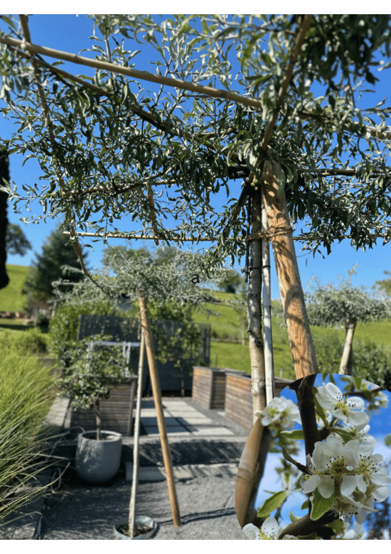 Weidenblättrige Birne - Dachbaum | Pyrus salicifolia 'Pendula'