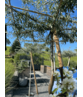 Weidenblättrige Birne - Dachbaum | Pyrus salicifolia 'Pendula' Weidenblättrige Birne - Dachbaum | Pyrus salicifolia 'Pendula'