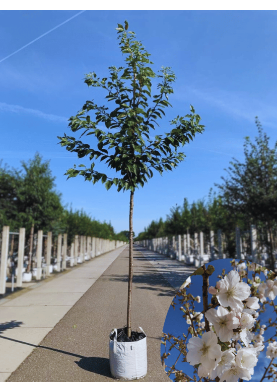 Weiße Zierkirsche 'Taihaku' | Prunus serrulata 'Taihaku'