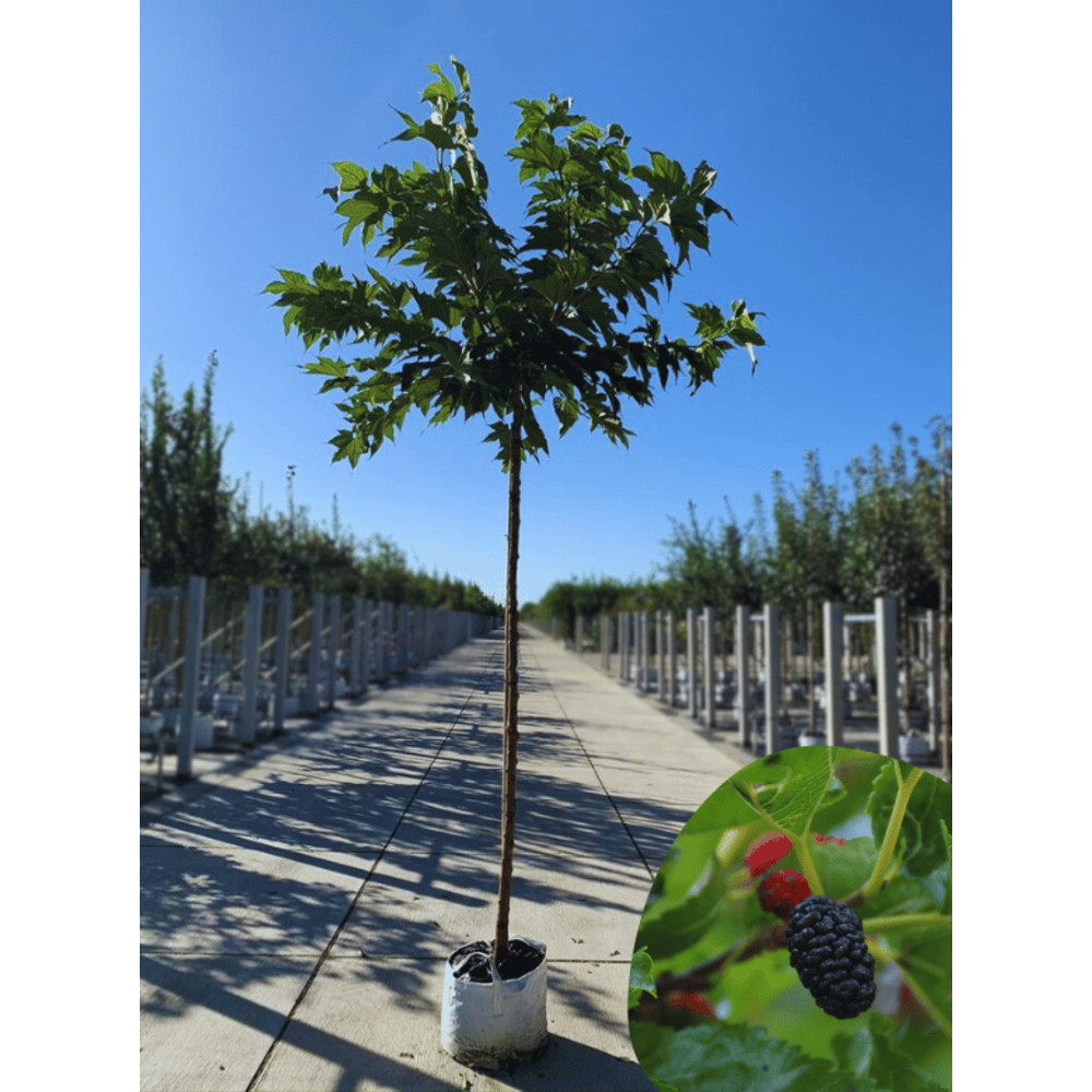 wei-er-maulbeerbaum-macrophylla-kaufen-3-jahren-garantie-venovi