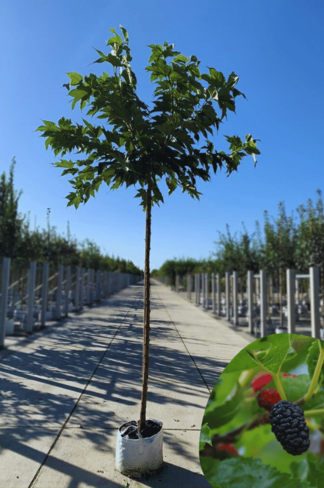 Weißer Maulbeerbaum 'Macrophylla' | Morus alba Macrophylla