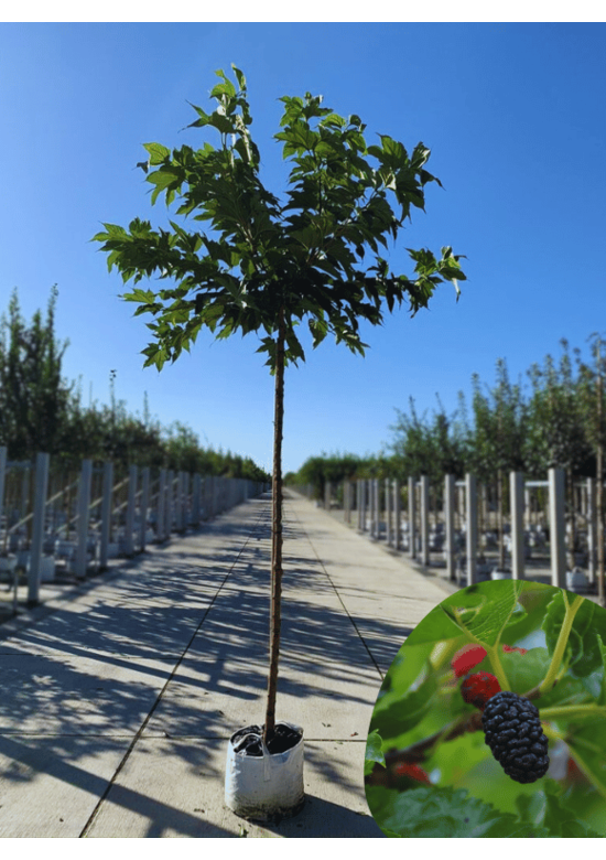 Weißer Maulbeerbaum 'Macrophylla' | Morus alba Macrophylla