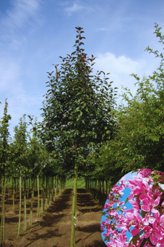 Zierapfel 'Mokum' | Malus 'Mokum'